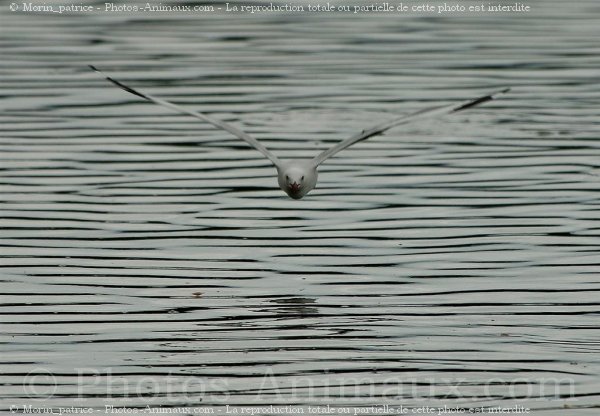 Photo de Mouette