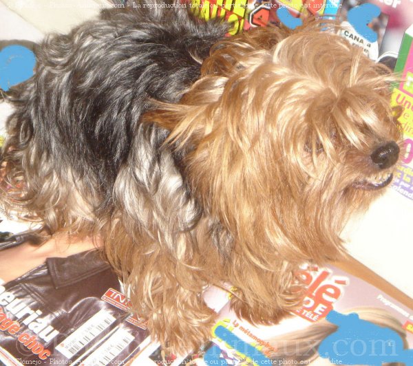 Photo de Yorkshire terrier