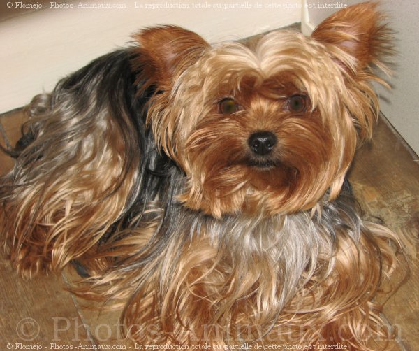 Photo de Yorkshire terrier