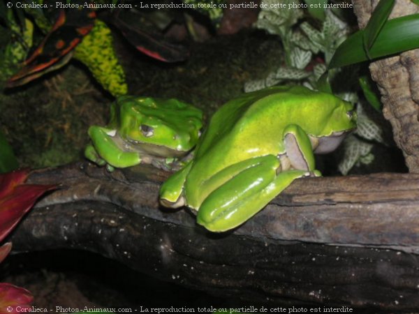 Photo de Grenouille - rainette