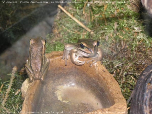 Photo de Grenouille