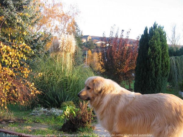 Photo de Chien de berger yougoslave de charplanina