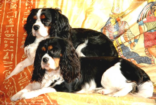 Photo de Cavalier king charles spaniel