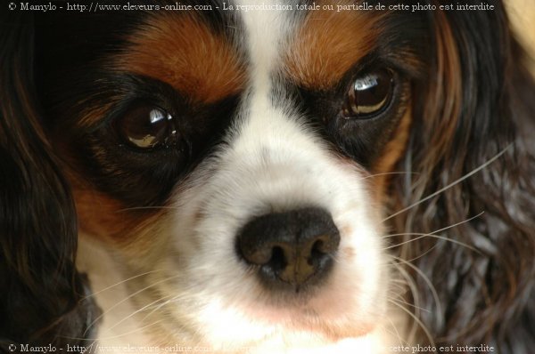 Photo de Cavalier king charles spaniel