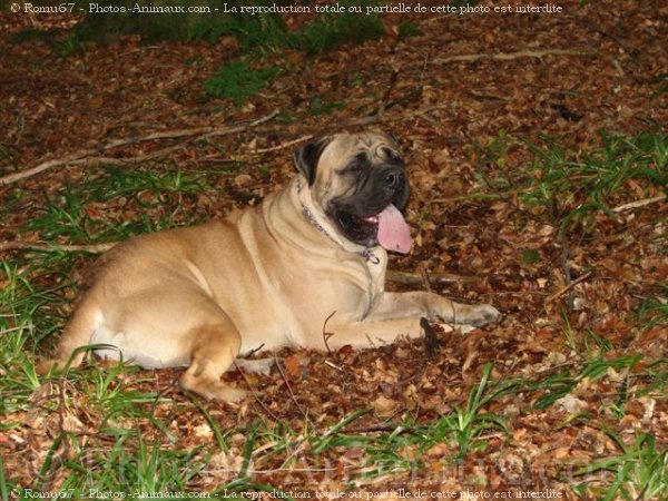 Photo de Bullmastiff