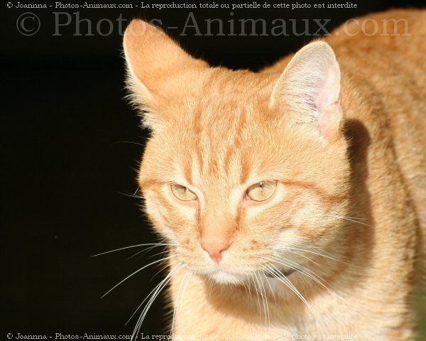 Photo de Chat domestique