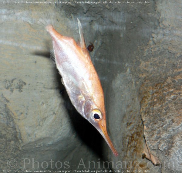 Photo de Poissons exotiques