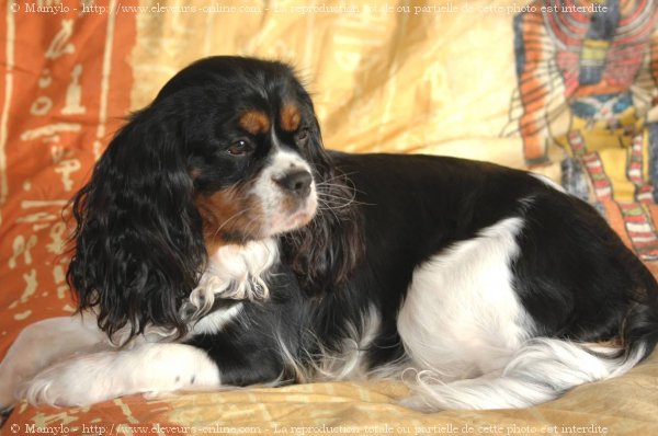 Photo de Cavalier king charles spaniel