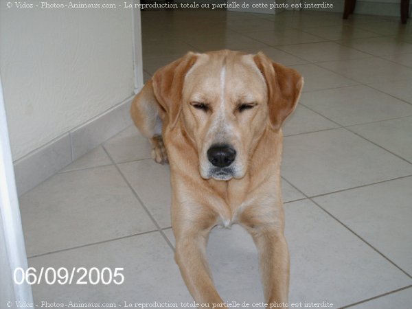 Photo de Labrador retriever