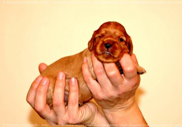 Photo de Cavalier king charles spaniel