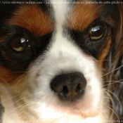 Photo de Cavalier king charles spaniel