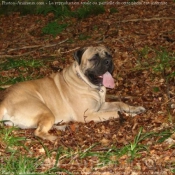 Photo de Bullmastiff