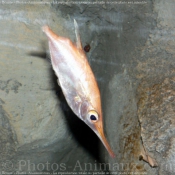 Photo de Poissons exotiques