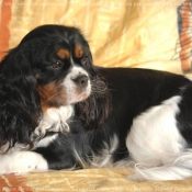 Photo de Cavalier king charles spaniel