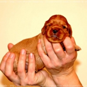 Photo de Cavalier king charles spaniel