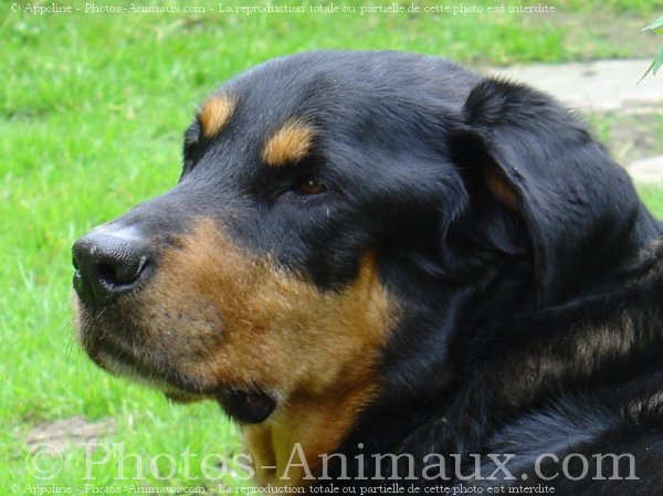 Photo de Rottweiler