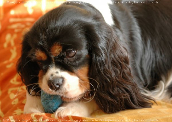 Photo de Cavalier king charles spaniel