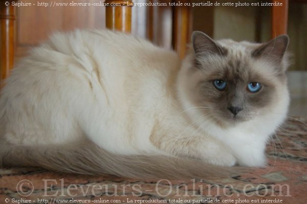 Photo de Sacr de birmanie