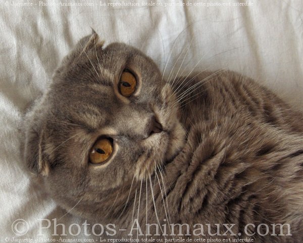 Photo de Scottish fold