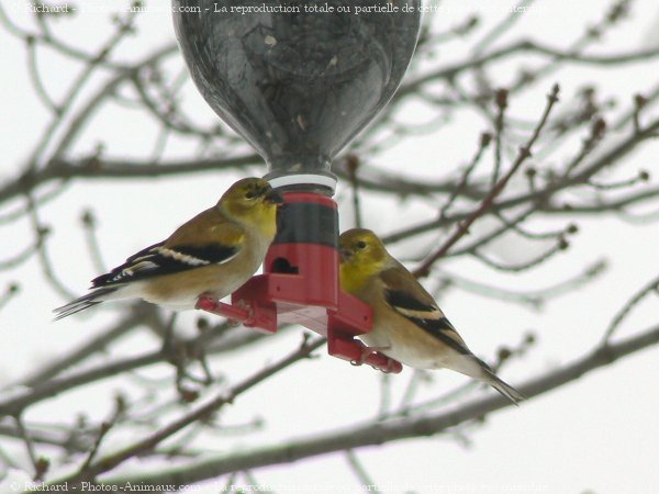 Photo de Races diffrentes