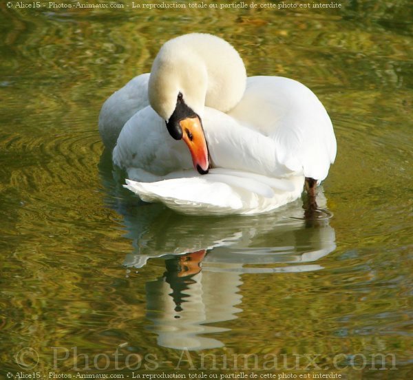 Photo de Cygne