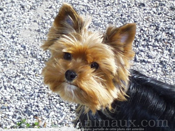 Photo de Yorkshire terrier