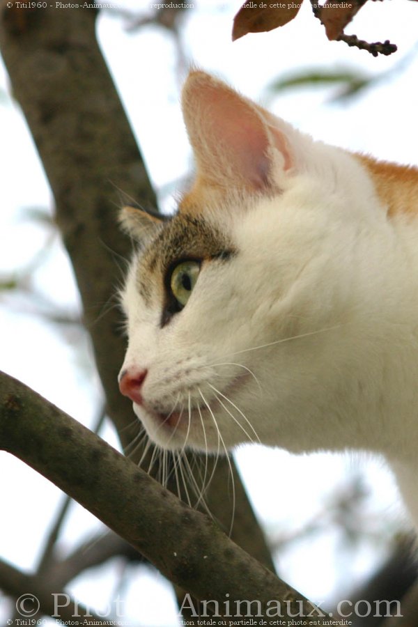 Photo de Chat domestique