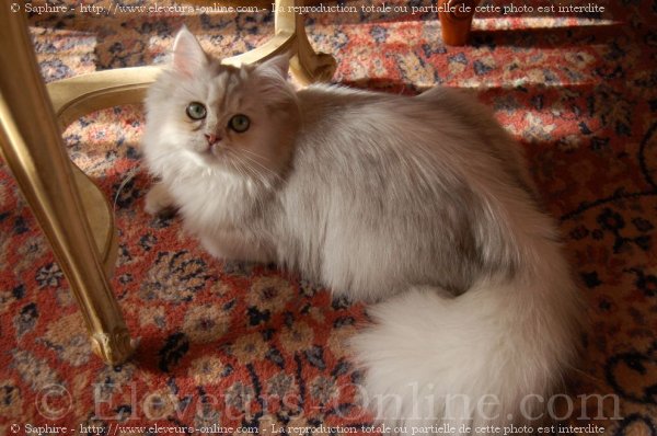 Photo de British longhair