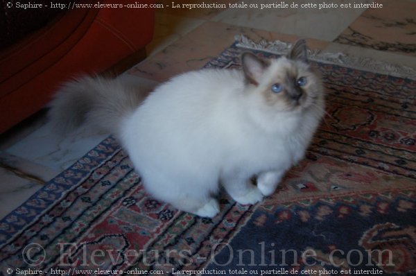 Photo de Sacr de birmanie