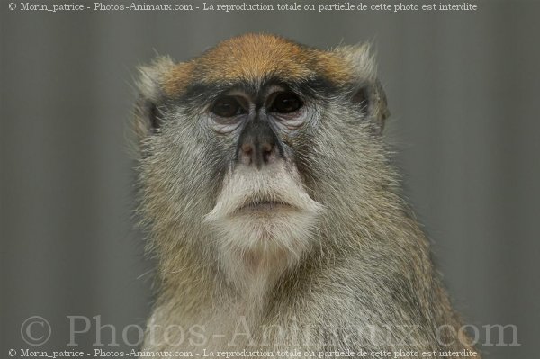 Photo de Singe