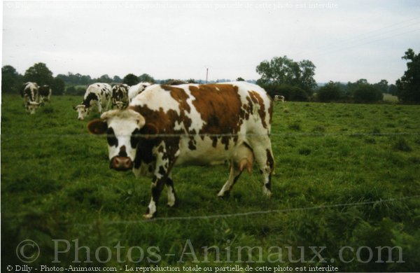 Photo de Vache