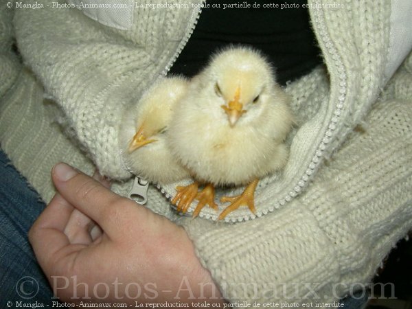 Photo de Poule