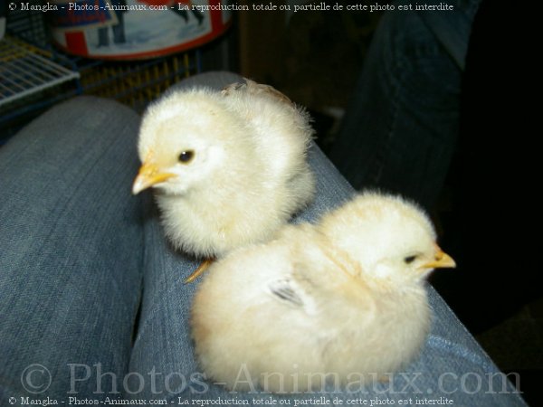 Photo de Poule