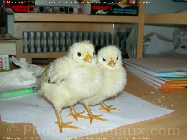 Photo de Poule