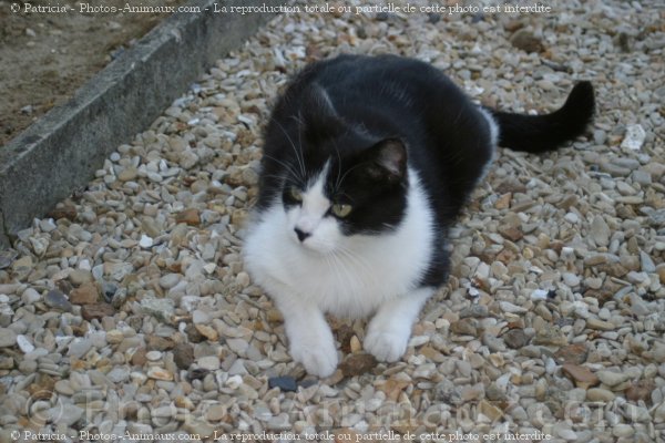 Photo de Chat domestique