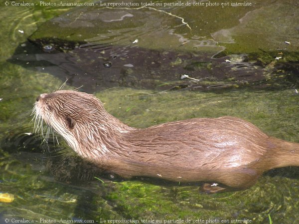 Photo de Loutre