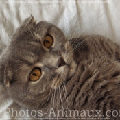 Photo de Scottish fold