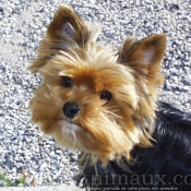 Photo de Yorkshire terrier