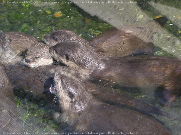 Photo de Loutre