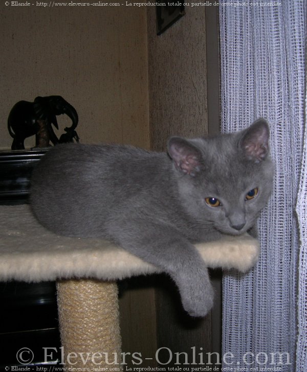 Photo de Chartreux