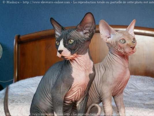 Photo de Sphynx