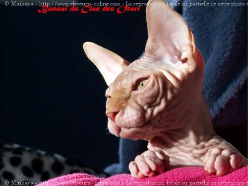 Photo de Sphynx