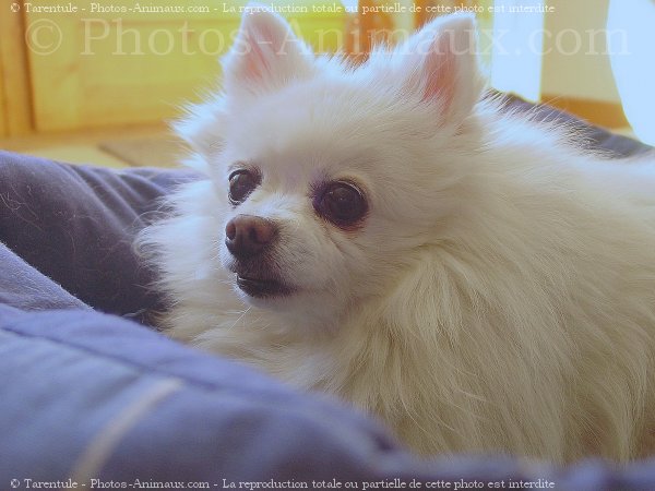 Photo de Spitz moyen