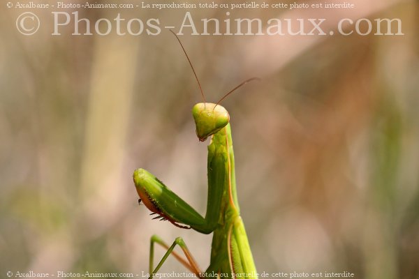 Photo de Mante religieuse