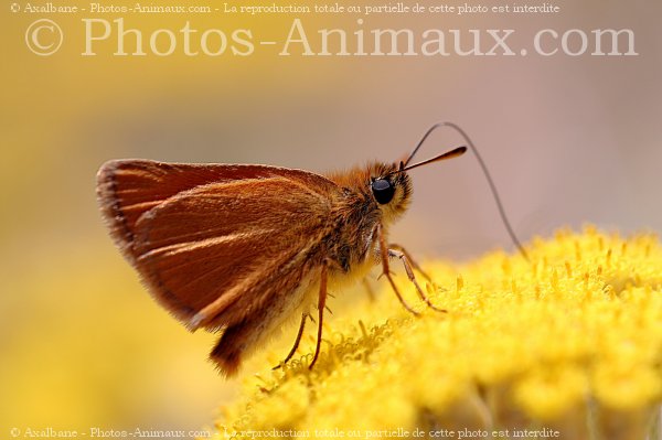 Photo de Papillon