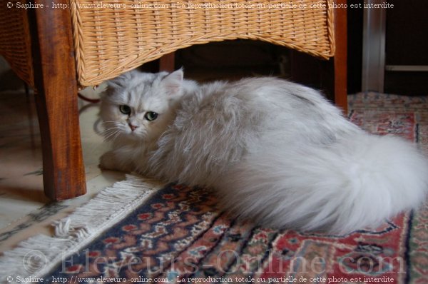 Photo de British longhair