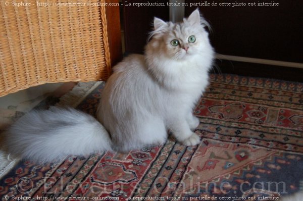 Photo de British longhair