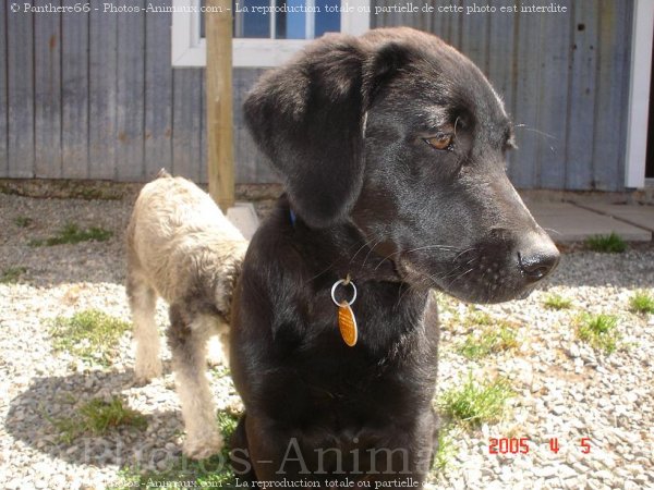 Photo de Labrador retriever