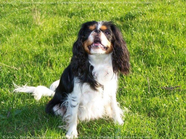 Photo de Cavalier king charles spaniel