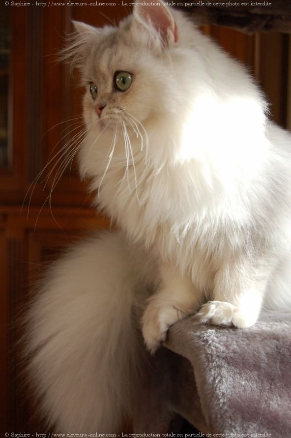 Photo de British longhair